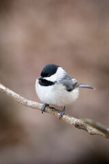 Canvas Print - Carolina Chickadee (Poecile carolinensis)