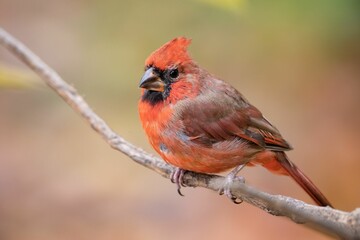 Canvas Print - Closeup of a northern cardinal (Cardinalis cardinalis) perched on a branch on a blurred background