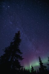 Poster - Northern lights over pine forest