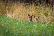 Pair Of Small Roe Deer Hiding In The Green Grass In The Field