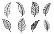 Set of banana leaves vector silhouettes. Black tattoo illustration. Suitable for logo art or textile