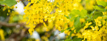 Beautiful Cassia Fistula Golden Shower Flowers Blooming On The Tree In Taiwan.