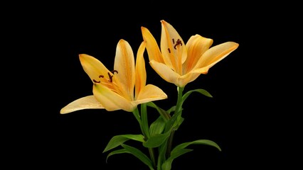 Canvas Print - Timelapse footage of Lilium brownii flowers withering on a black background,