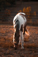 Poster - Vertical shot of a white and brown horse grazing grass in a ranch in a rural area