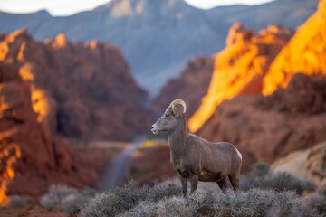 Sticker - Selective focus shot of a bighorn sheep in the Valley of Fire State Park in Nevada, United States