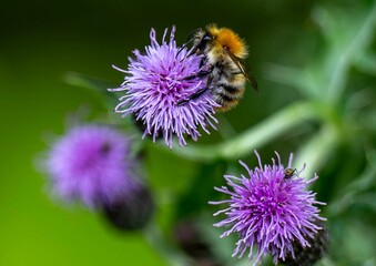 Canvas Print - Closeup shot of a bee collecting pollen from a thistle flower in a garden