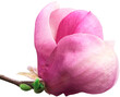 różowy kwiat magnolii wycięty z tła