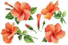 Hibiscus Flowers Set, Isolated White Background Summer Botanical Illustration, Orange Flower, Floral Elements Watercolor