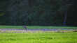 Żuraw ptak stojący na zaoranym polu jedzący posiłek, skubiąc ziarna wieczorową porą 