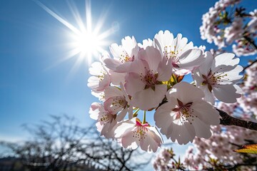 Poster - cherry blossom blooming in the sunlight, with view of the blue sky, created with generative ai