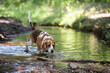 Beagle dog walking in stream in shady park
Concept: pet