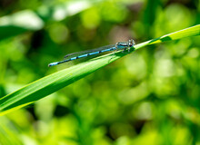 Blue Dragonfly On A Green Leaf