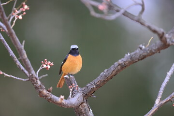 Poster - Daurian redstart (Phoenicurus auroreus) male with plum blossom in Japan