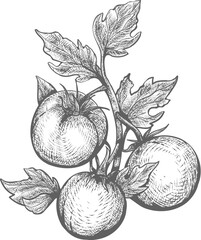 Wall Mural - tomato plant hand drawn engraving