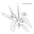 Bush of Strelitzia Reginae or bird of paradise flowers. Black and white line art set.