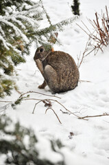 Gray rabbit on the snow in winter