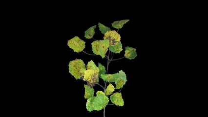 Wall Mural - Time lapse of drying Aspen tree leaves in RGB + ALPHA matte format isolated on black background
