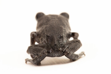 Wall Mural - hasselt's toad, java spadefoot toad, hasselt's litter frog, leptobrachium hasseltii isolated on whit