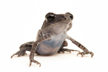 Wall Mural - hasselt's toad, java spadefoot toad, hasselt's litter frog, leptobrachium hasseltii isolated on whit
