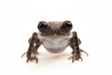 Wall Mural - hasselt's toad, java spadefoot toad, hasselt's litter frog, leptobrachium hasseltii isolated on whit