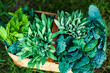 © Andrew Kornylak - A rustic basket full of green herbs