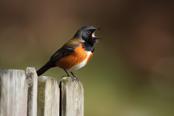 Wall Mural - male redstart bird perched on fence, singing its heart out, created with generative ai