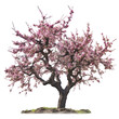 Almond tree isolated on transparent background, Blooming tree, Spring pink and white blossoms, PNG, Generative AI