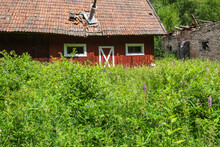Ruined Old Red Barn Covered With Green Plants