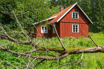 Wall Mural - Red abandoned cottage with a fallen tree in the garden