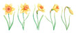 Set of yellow watercolor daffodils. Open and closed flower buds, green stems and thin long leaves. Individual elements on white background.
