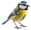 common great tit isolated on the transparent background PNG. AI generative.