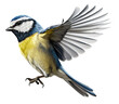 Flying common great tit isolated on the transparent background PNG. AI generative.