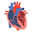 Healthy human heart organ anatomy