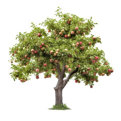 Wall Mural - Apple tree isolated on transparent background, Red ripe fruits and green foliage, PNG, Generative AI