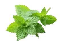 Mint Leaves On Transparent Background. AI