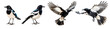 Set of flying and sitting magpie, raven, crow bird on the transparent background PNG. AI generative