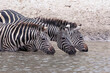 Three Zebras drinking at a waterhole
