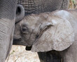 Elephant Baby nursing close-up