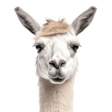 Front View Close Up Of Llama Animal Isolated On Transparent Background
