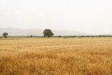 Fototapeta Sawanna - Beautiful rural scenery. Background of ripening ears of meadow golden wheat field.