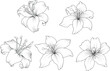 Lily flowers drawing with line-art on white backgrounds. Beautiful vector lily flower and leaves line art