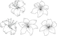 Lily Flowers Drawing With Line-art On White Backgrounds. Beautiful Vector Lily Flower And Leaves Line Art
