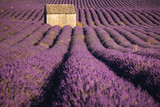 Fototapeta Lawenda - Summer, sunny and warm view of the lavender fields in Provence near the town of Valensole in France. Lavender fields have been attracting crowds of tourists to this region for years.