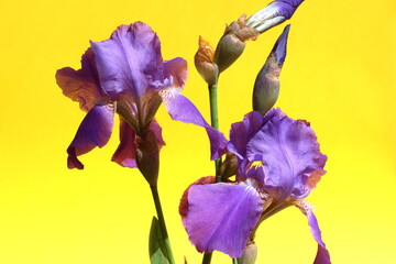 Wall Mural - Beautiful iris flowers blooming on a yellow background.