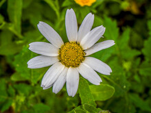 A Pale White And Yellow Wild Daisy Flower Top View Closeup. Spring Is Here.