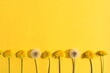 On a yellow background lie dandelions yellow and with seeds with a place for text.