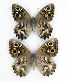 Fototapeta Motyle - Motley patterned butterfly Hipparchia fidia male and female close up macro isolated on white. Collection insects, satyridae, lepidoptera