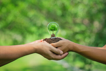 Wall Mural - hands holding light bulbs and small trees planted grows on the pile coin stack. energy saving and ec