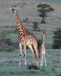 Giraffe and young calf