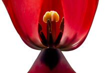 Close Up Of The Pistil Of Red Tulip Flower Isolated On Transparent Background